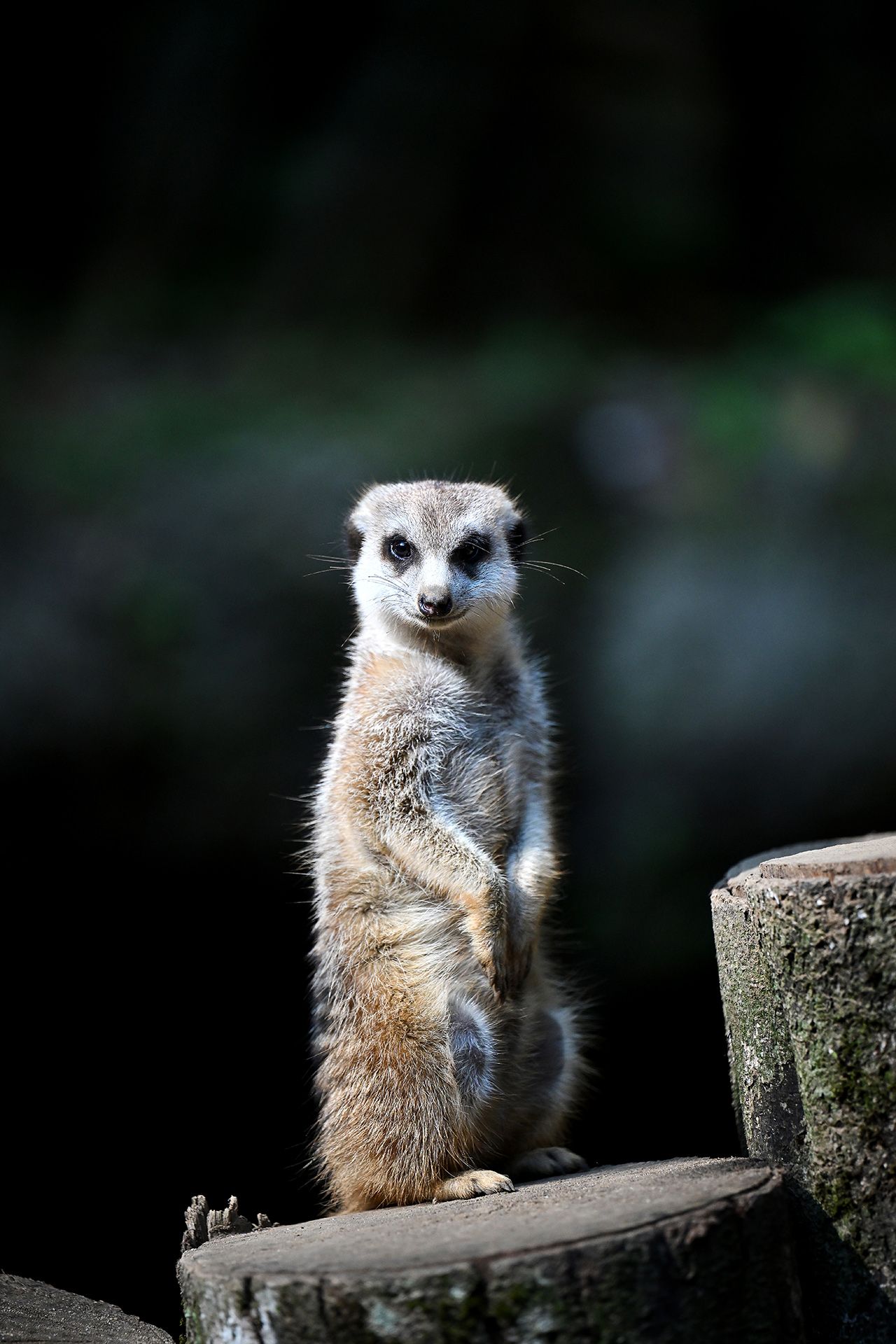 Meerkat