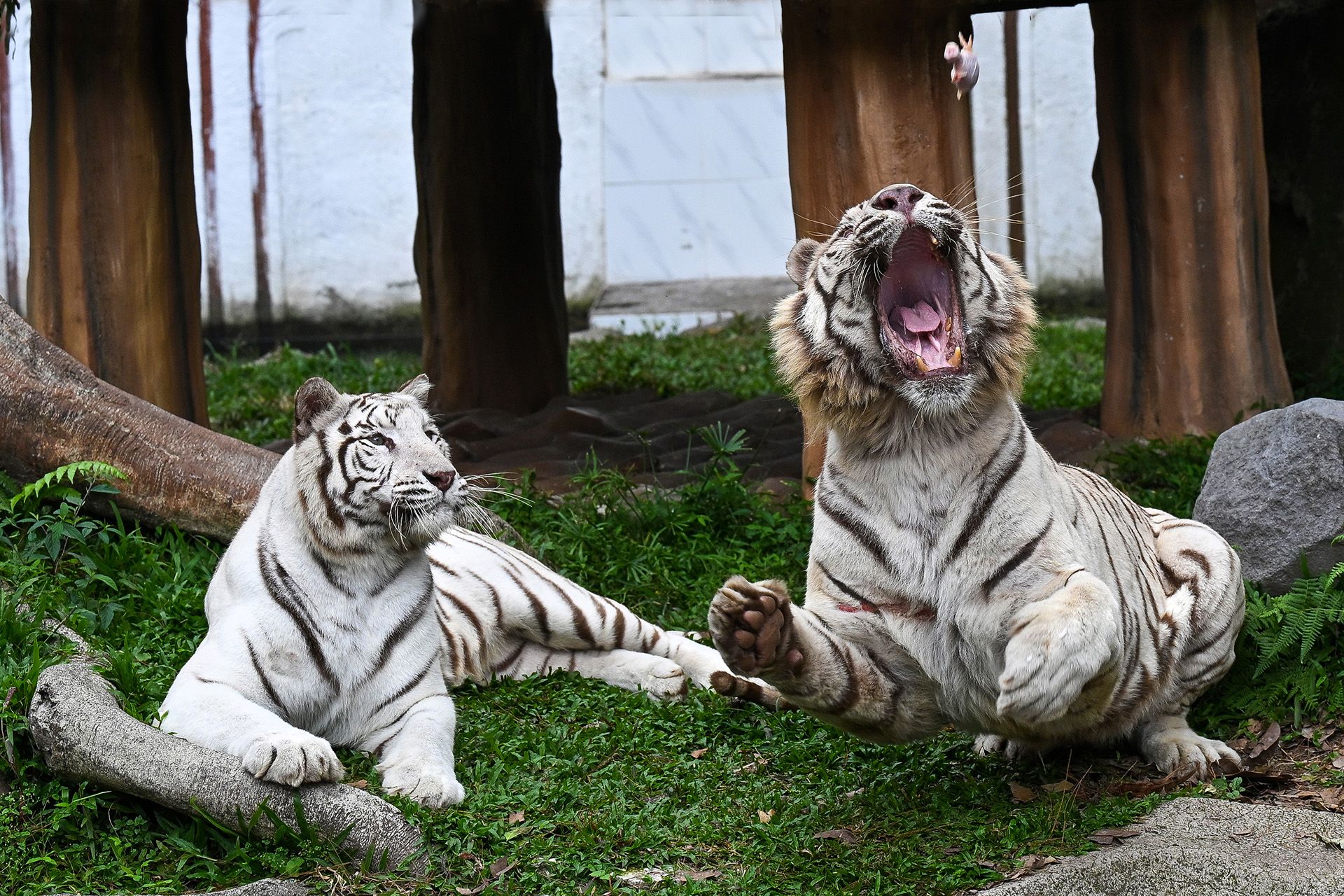 Makan